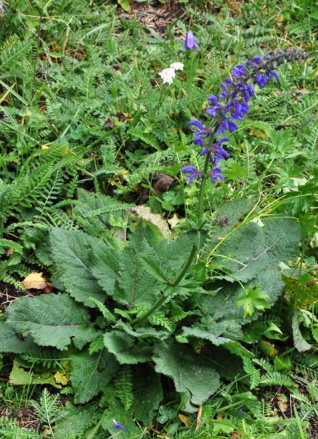 Salvia pratensis